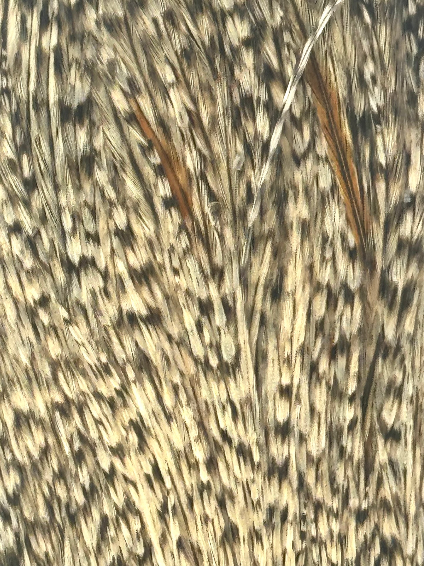 Sideling Hill Hackle Grade 1 Dry Fly Neck Variant