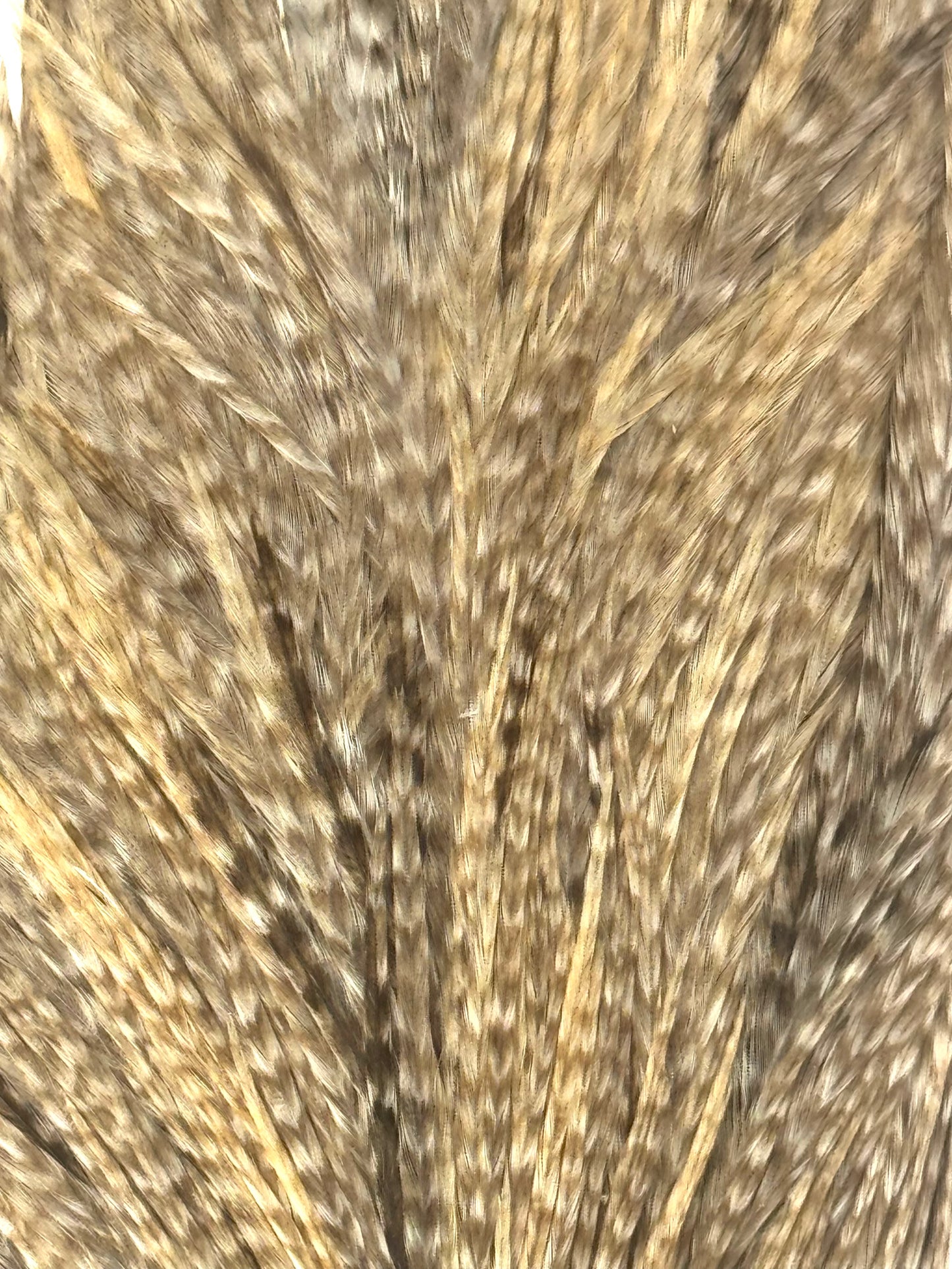 Sideling Hill Hackle Grade 2 Dry Fly Neck Barred Dun