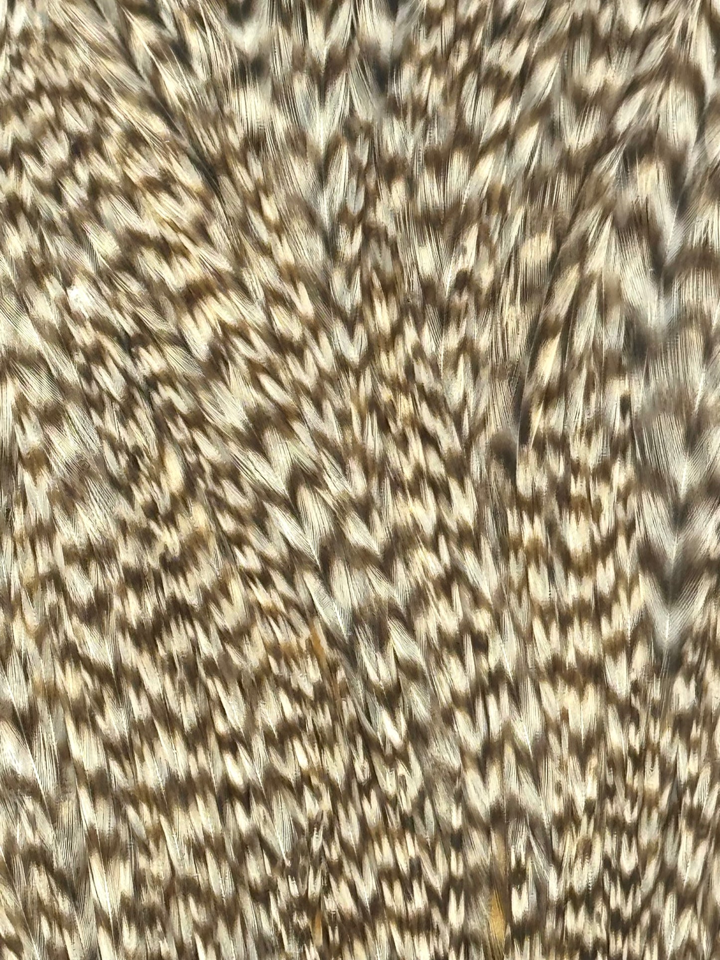 Sideling Hill Hackle Grade 2 Dry Fly Neck Grizzly
