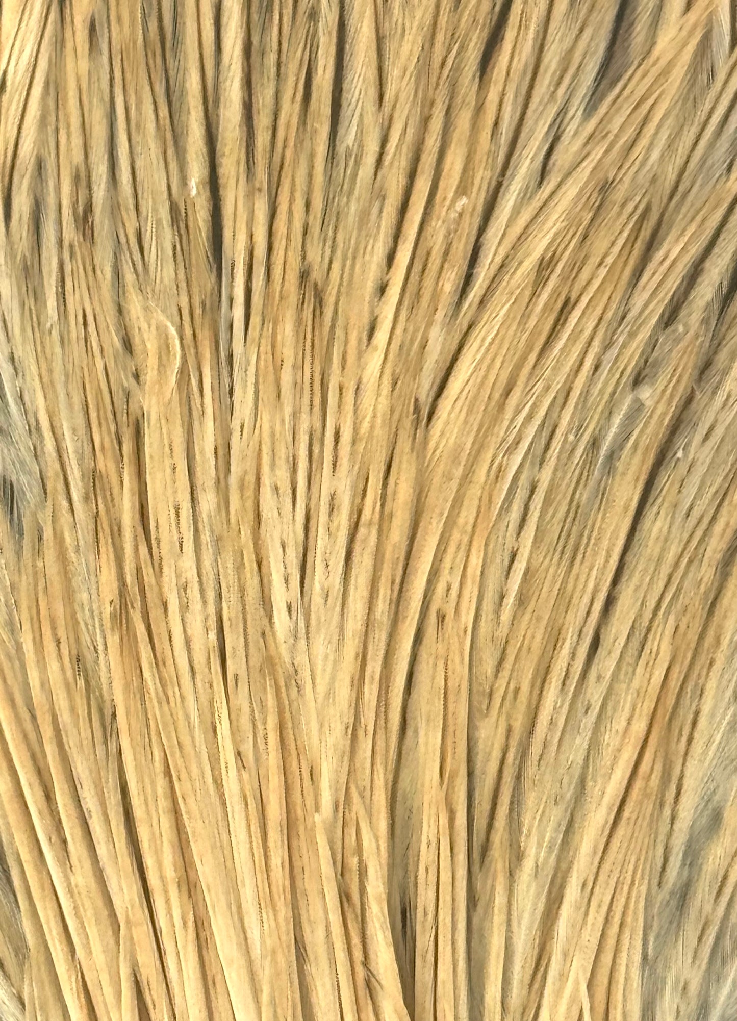Sideling Hill Hackle Grade 3 Dry Fly Neck Light Ginger