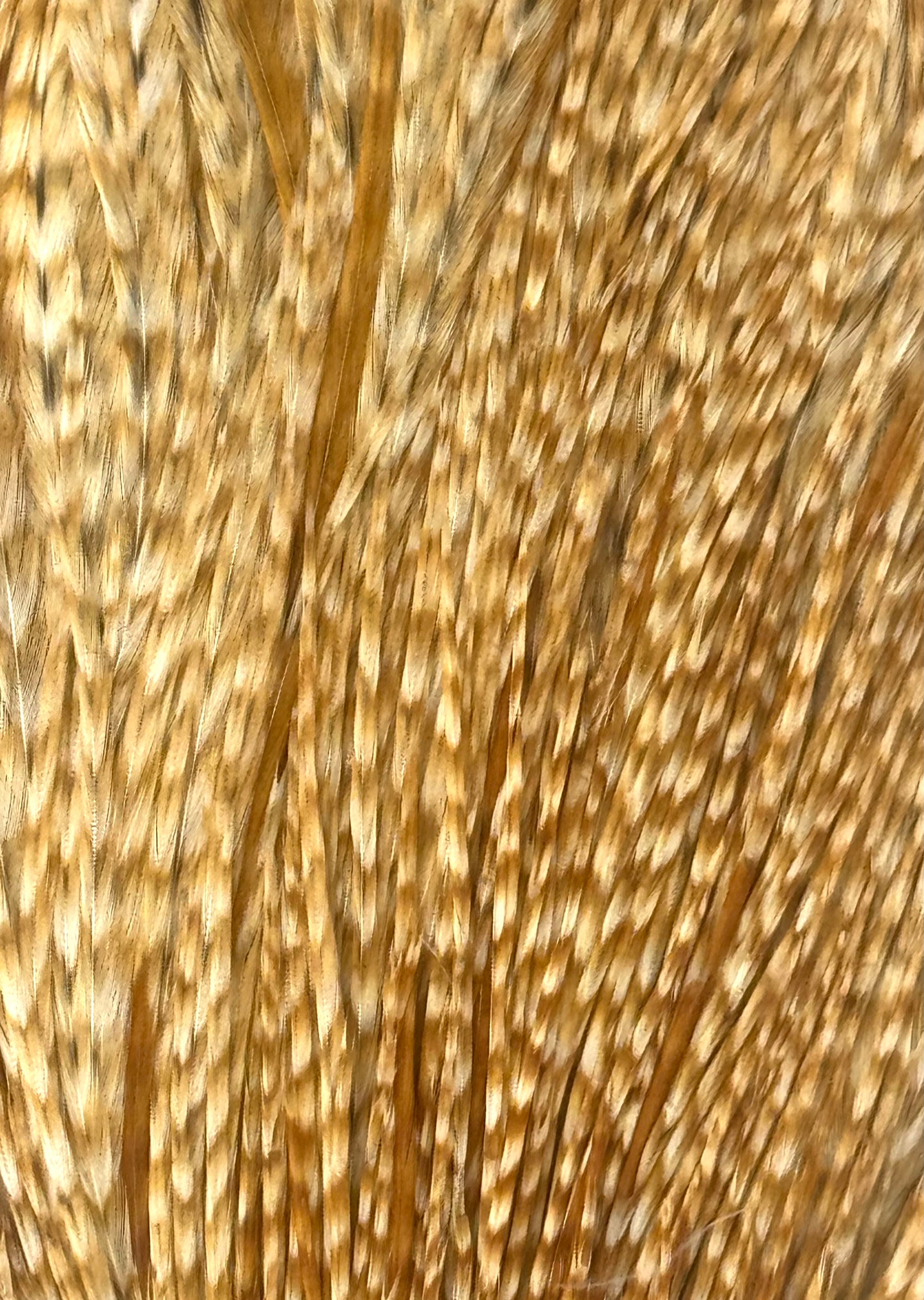 Sideling Hill Hackle Grade 3 Dry Fly Neck Barred Ginger