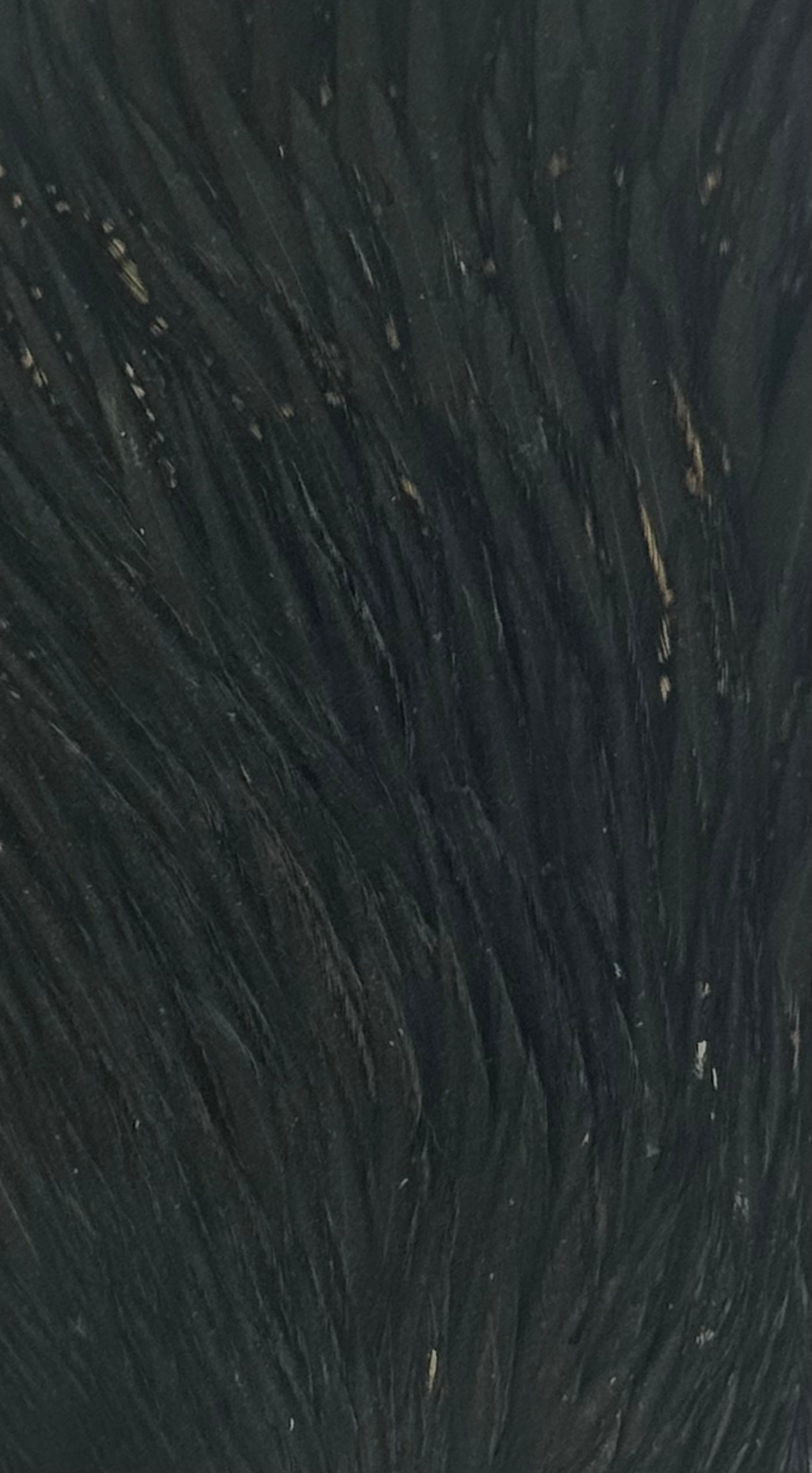 Sideling Hill Hackle Hen Neck Black