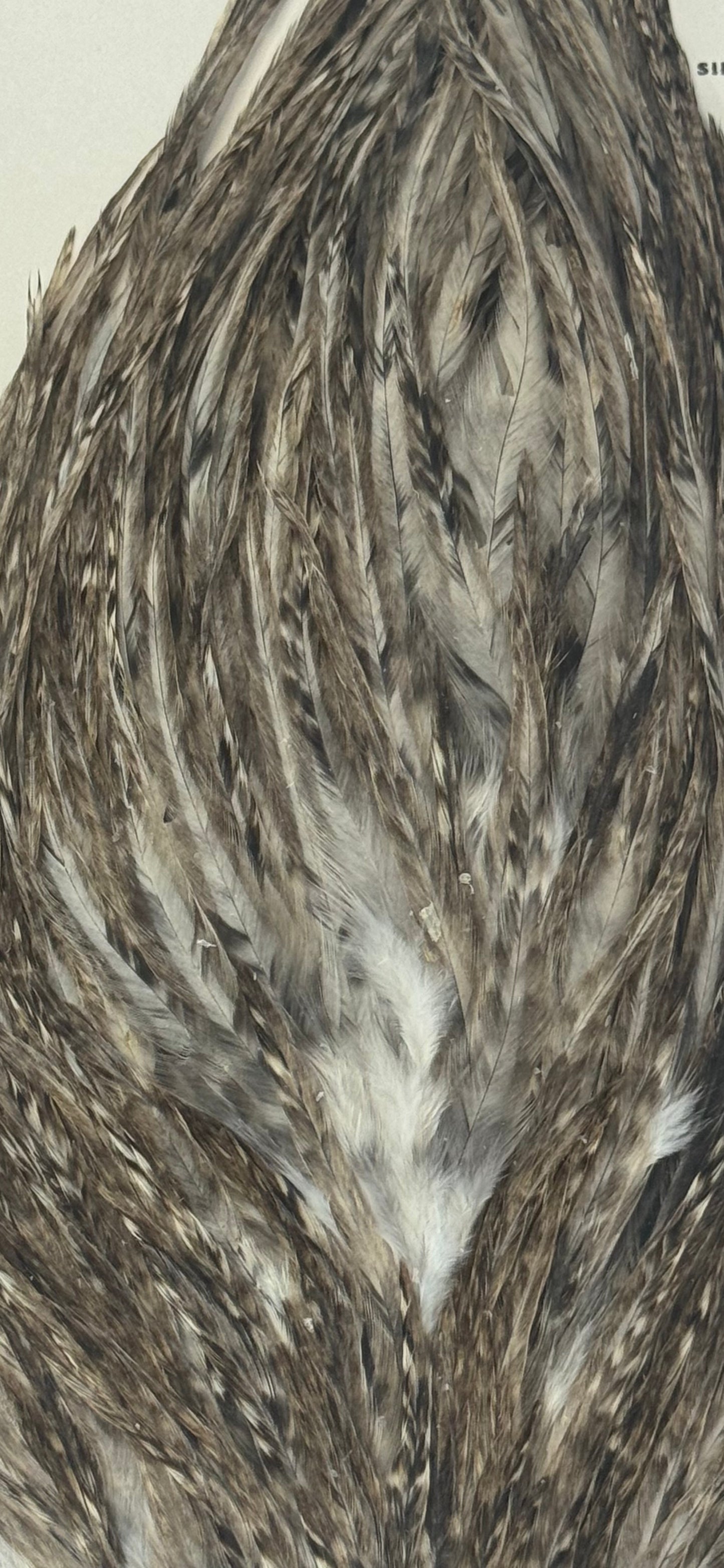 Sideling Hill Hackle Grade 2 Saddle Barred Dun