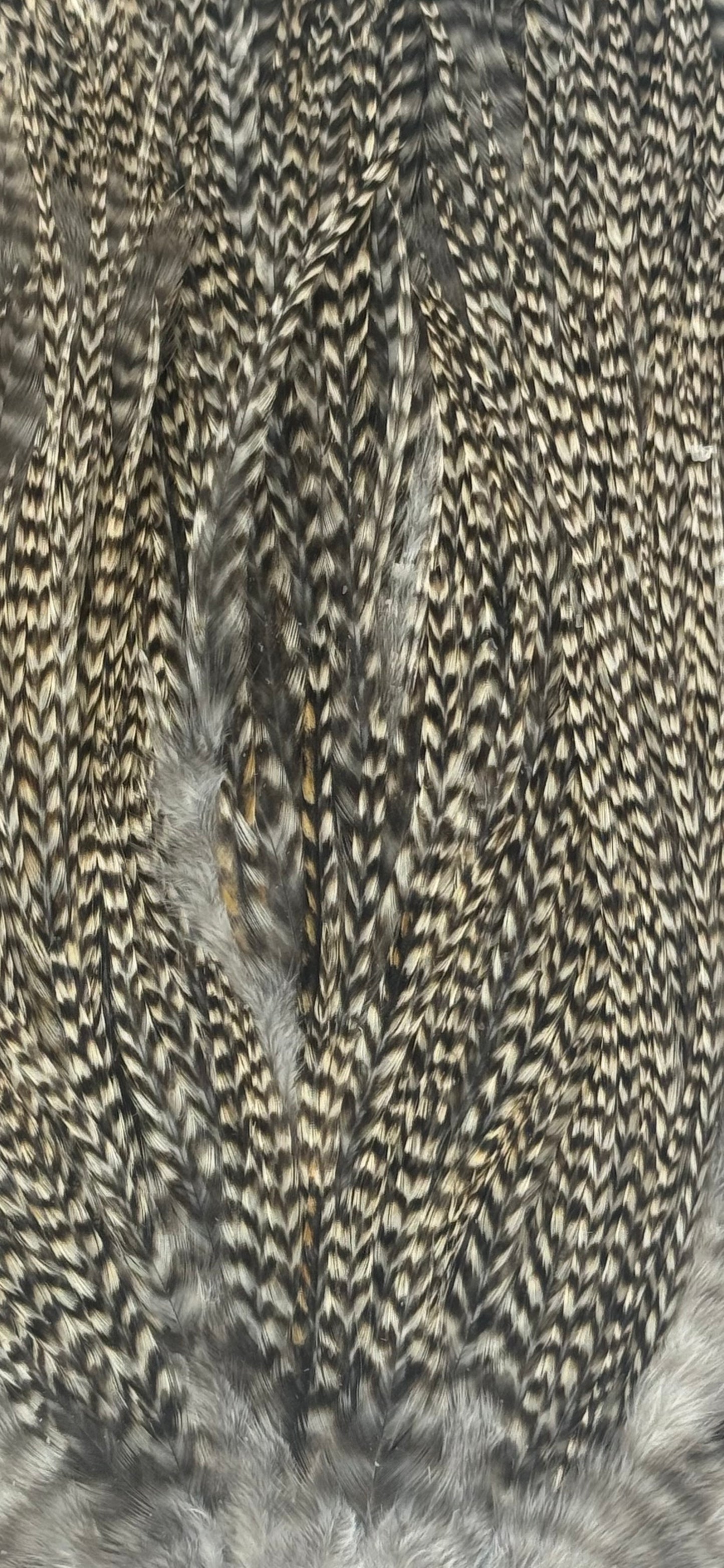 Sideling Hill Hackle Grade 3 Saddle Grizzly