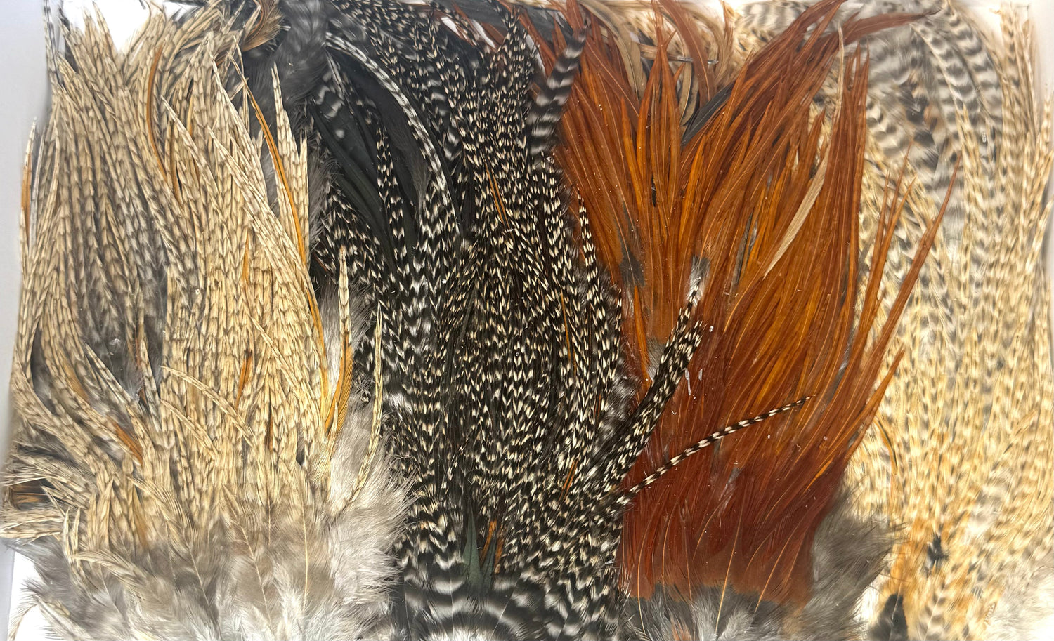 Feathers