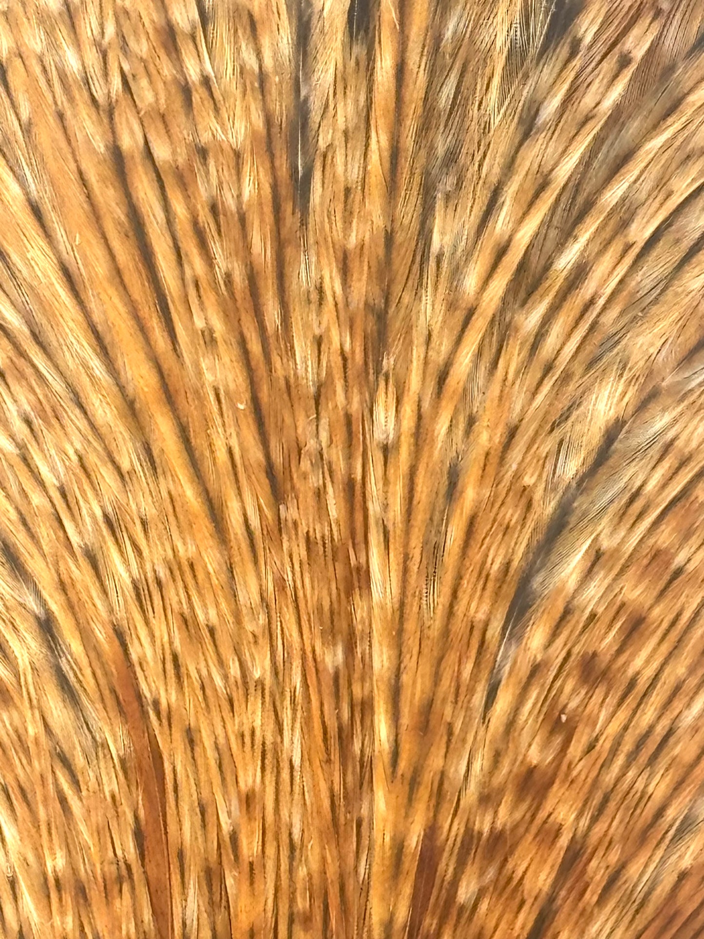 Sideling Hill Hackle Grade 1 Dry Fly Neck Barred Ginger