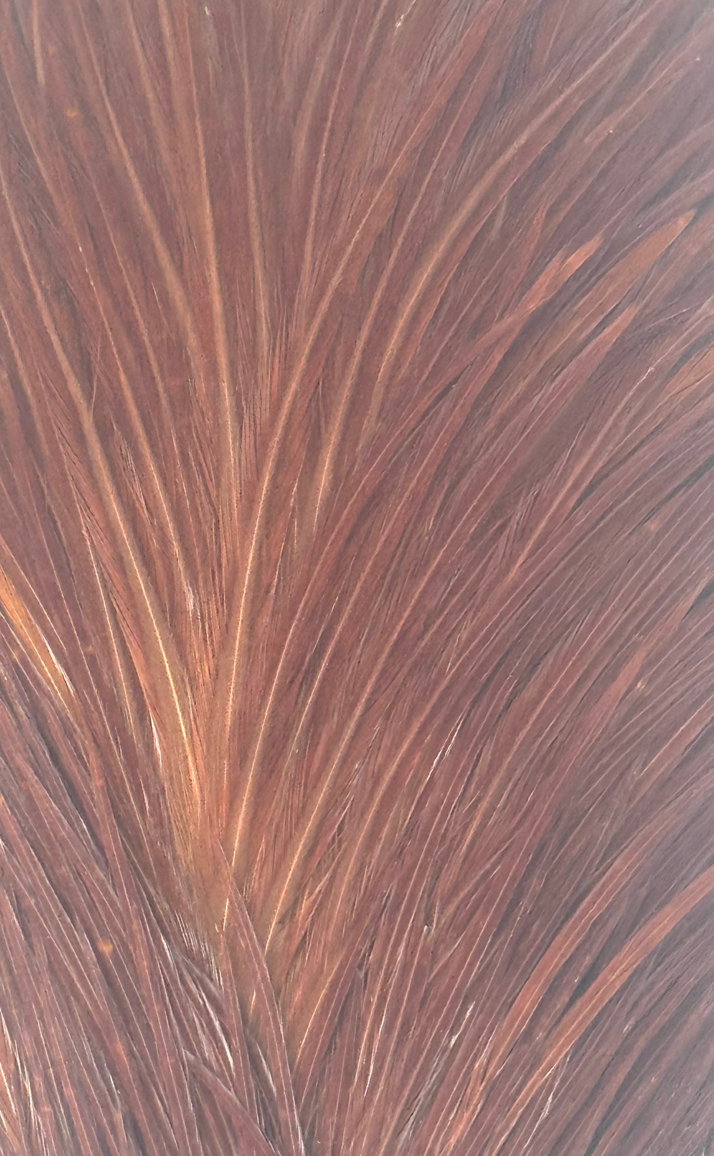 Sideling Hill Hackle Grade 1 Dry Fly Neck Brown