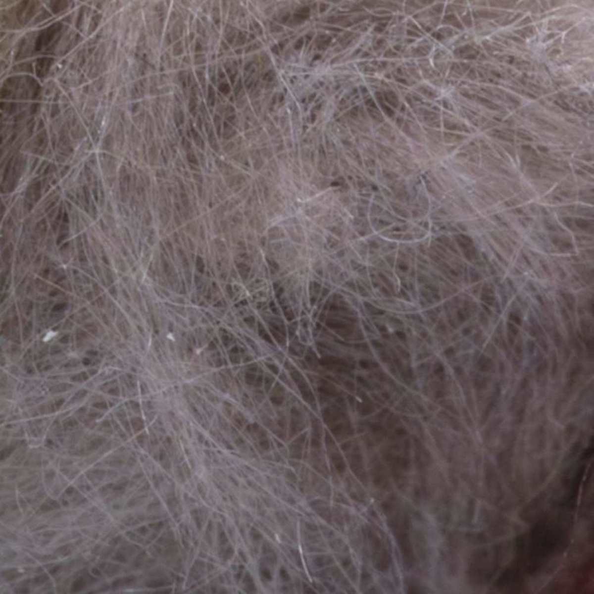 SEMPERFLI KAPOK DUBBING